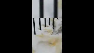 Why the Romans LOVED Yellow Snow!?