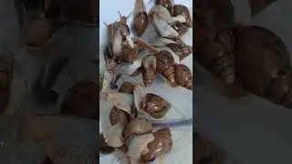Ulitka uchun juda muhim yangilik albatta ko'rila