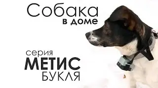 Метис Букля. 