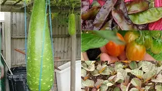 শখের বাগান প্রায় শেষের দিকে | Shokher Bagan Uk
