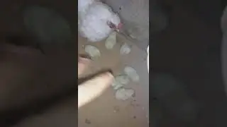 nasceu uma ninhada de pintinhos Shrek