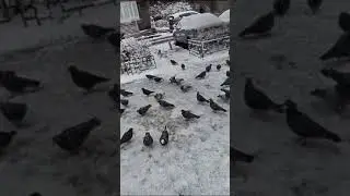 Кормлю голубей