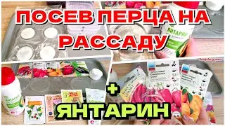 ПОСЕВ СТАРЫХ СЕМЯН ПЕРЦА НА РАССАДУ// ЗАМАЧИВАНИЕ СЕМЯН В ЯНТАРИНЕ