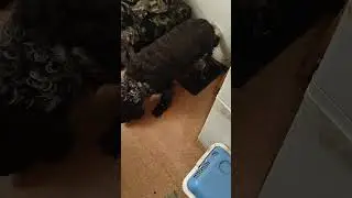 Сиамская кошка - Симба проверяет ужин у своего друга Тумана. #2