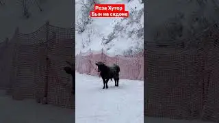 Сочи l Роза Хутор 02.02.2023. Бык на горнолыжном курорте #сочи #розахутор #горнолыжные #курортсочи
