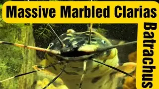 Beasts with whiskers, massive Clarias Batrachus / walking catfish