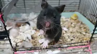 Умный хомячок с малышами подрос Новый проект