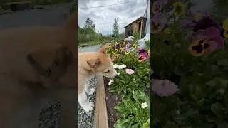 Наш будущий охотник, моя любовь - Буян!❤️