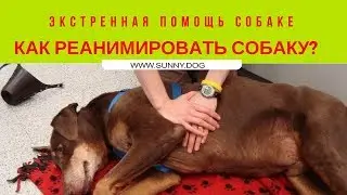 Экстренная помощь собаке. Как реанимировать собаку?