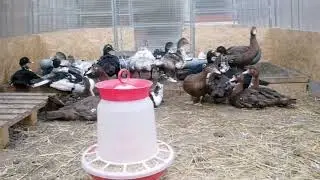 Muscovy ducks. Expenses, cost price, income.