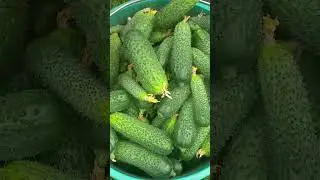 Harvest Garden