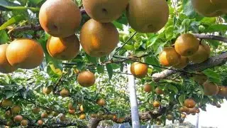 The most expensive pear in the world || Modern Japanese farming