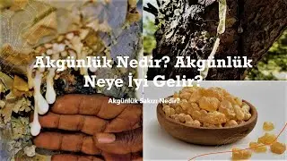 Akgünlük Nedir? İltihapları Yok Eden ve Öksürüğe İyi Gelen Akgünlük Sakızının Diğer Faydaları