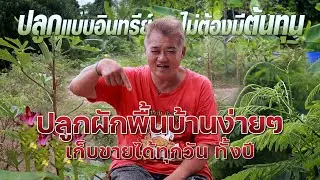 ปลูกผักพื้นบ้านง่ายๆ เก็บขายได้ทุกวัน ทั้งปี #เกษตรอารมณ์ดี