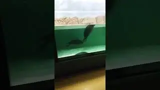 Морские котики