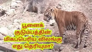 பூனைக் குடும்பத்தின் மிகப்பெரிய விலங்கு எது தெரியுமா?