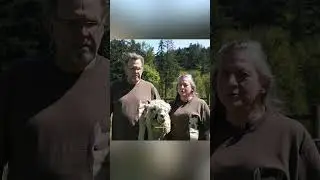 Briarwood Acres - Llama and Alpaca farm in Salem, Oregon