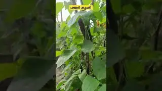 പയർ കൃഷി 🥰#shortvideo #shorts #trending
