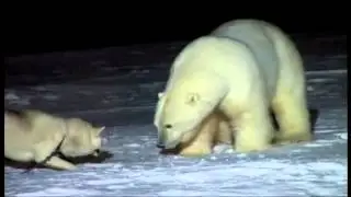 Алтайский маламут против белого медведя
