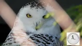 Introduction to wildlife in Vancouver BC 🇨🇦 Episode 1 - Owls! (Content created for kids) #owls