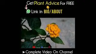What is the Growing Season Of Lantana Plant?