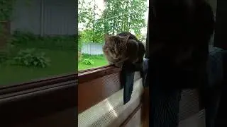 самый жирный кот в деревне 😺