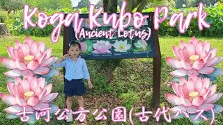 Koga Kubo Park (Ancient Lotus)   -   古河公方 公園(古代ハス)