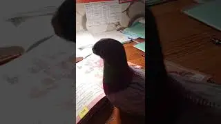 вот так мы учим стих 