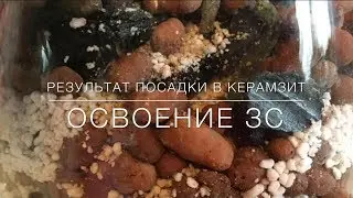 💞 Результат Посадки В Керамзит / Освоение ЗС
