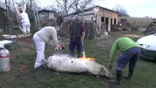 Disznót és bikát vágtak le Letenyén