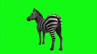 Zebra     | Green Screen: Chroma Key Full 1080p HD