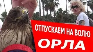 EGYPT: RELEASE OF AN EAGLE IN THE WILD!!! GOODBYE DUSYA!!! (English subtitles)
