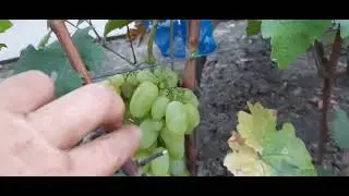 ГФ Винограда ШЕКСПИР и ПЕРЦОВЫЙ БЕЛЫЙ (Калугин В.М.). 21.08.2023г.