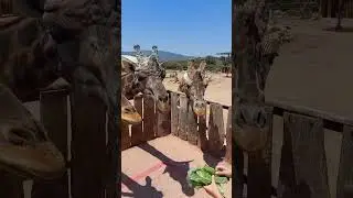 Жираф 