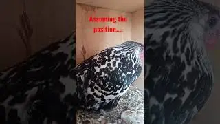 🐔Hen Builds Nest and Lays Egg!! 🥚#nest #egg #chickens #chicken #nature #outdoors