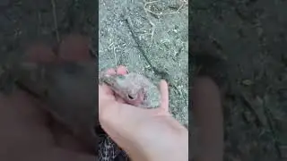 У индюка образования в клюве😨