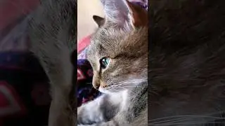 Можно экономить на кошке? #озвучка #лапочка #милота #прикол #котики