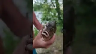 Один день на рыбалке 🐟 #рыбалка #fishing #поход