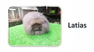 BHaves Rabbitry