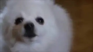 BorK.avi