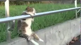 Котяра решил поспать на перилах