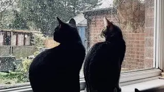 CATS NOT LIKING RAINY DAYS