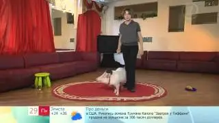 Доброе утро - Животные танцуют