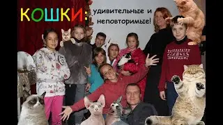 Кошки - удивительные и неповторимые (Урок для Следопытов)