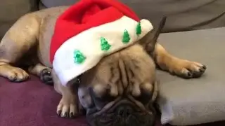 Winston Toys Beautiful, March 8, 2016, 1 year