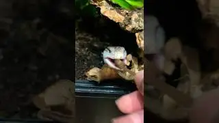 Mini Dinosaur Steals My Spoon