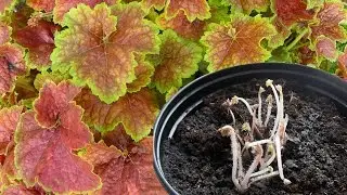 Geiger planting