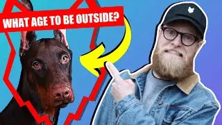 WHEN CAN MY DOBERMAN PUPPY GO OUTSIDE OR IN THE GARDEN?