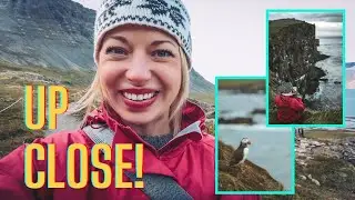 Where to see PUFFINS in Iceland (Top 5 locations)