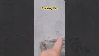 Sure fire way of finding your cat! #concrete, #cat, #pawprints